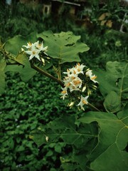 Background of leaves and flowers