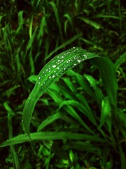 Background of leaves and flowers