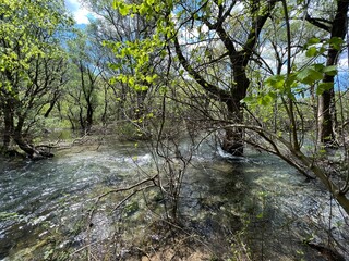 The upper course of the Zrmanja River and immediately after the source (Velebit Nature Park, Croatia) - der Oberlauf des Flusses Zrmanja und unmittelbar nach der Quelle (Naturpark Velebit, Kroatien)