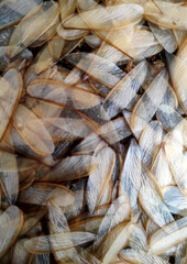 background of flying termite wings