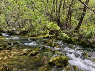Obraz premium The upper course of the Zrmanja River and immediately after the source (Velebit Nature Park, Croatia) - der Oberlauf des Flusses Zrmanja und unmittelbar nach der Quelle (Naturpark Velebit, Kroatien)