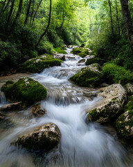 Obraz premium Serene creek flows through lush green forest with moss-covered rocks.