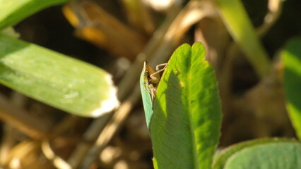Green leafhopper on a leaf in Cotacachi, Ecuador