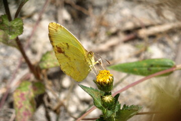 Sulphur butterfly on a yellow wildflower bud in Cotacachi, Ecuador