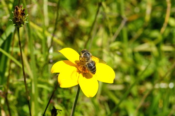 Honeybee on a yellow wildflower in a field in Cotacachi, Ecuador