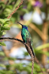 Sparkling violetear (Colibri coruscans) hummingbird perched on a twig in Cotacachi, Ecuador