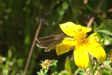 Brown skipper butterfly on a yellow wildflower in Cotacachi, Ecuador