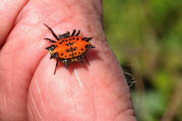 Orange spiny orb weaver spider (Gasteracantha) on a finger in Cotacachi, Ecuador
