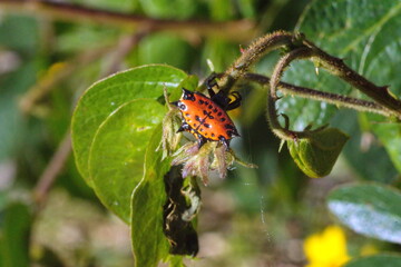 Orange spiny orb weaver spider (Gasteracantha) on a plant in Cotacachi, Ecuador