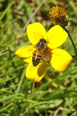 Honeybee on a yellow wildflower in a field in Cotacachi, Ecuador