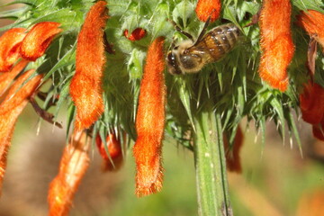 Honeybee on a lion's tail flower in Cotacachi, Ecuador