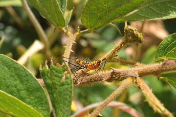 Assassin bug on a plant in a field in Cotacachi, Ecuador