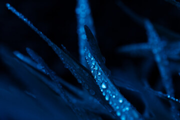Beautiful foliage in blue color. Nature background for your design. Color of the year 2025. Droplets of pure water on a grass closeup. 