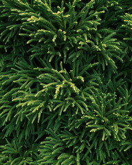 texture of a conifer