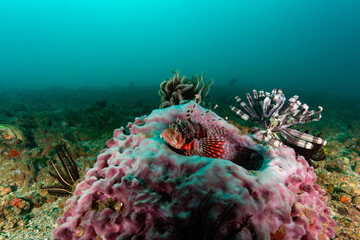 Red white striped lionfish atop colourful hard coral