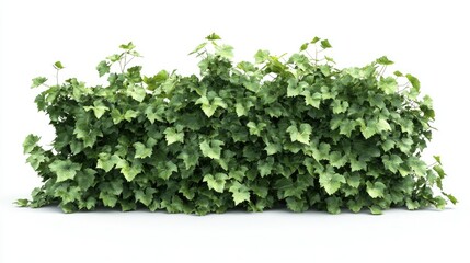 Obraz premium Lush Green Foliage with Dense Leaf Coverage