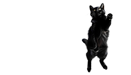 Obraz premium Black cat on a white backgroun 