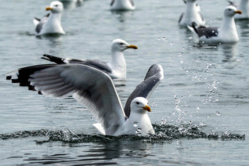 Seagull in summer on the beach