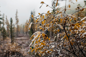 autumn leaves on the ground