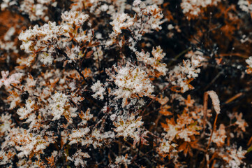 the dried yellow bush is dusted with the first snow