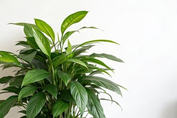 a lush green plant with vibrant leaves in a simple white background, showcasing its natural beauty and simplicity, elegant, plant