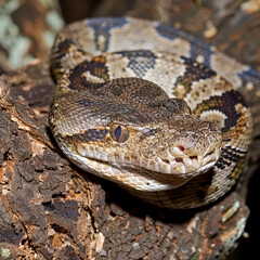 Obraz premium A python coiled on a tree branch showcasing its detailed brown scales and camouflage in a forest setting