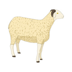 Vector illustration of a fluffy white goat. Isolated on a white background. Livestock animal