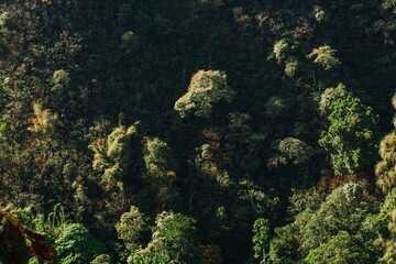 Mountain range with lush green forest. Breathtaking view of nature landscape photo for background, wallpaper, and digital backdrop.