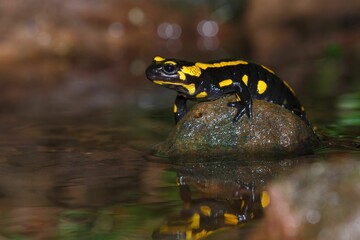 Yellow and black salamander on a rock in a stream.