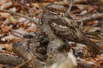 Camouflaged Nightjars in Forest
