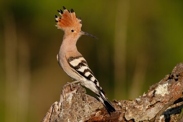 Hoopoe Bird Perched on Tree Stump