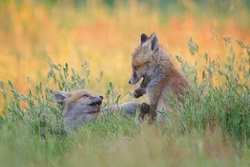 Playful fox cubs in a meadow at sunset.