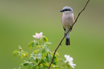 Obraz premium Bird perched on a thorny branch with wildflowers.