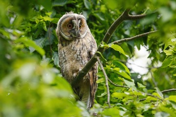 Long-eared owl in lush green forest