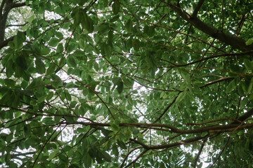 Fototapeta premium A lush Terminalia catappa (ketapang) tree with vibrant green leaves