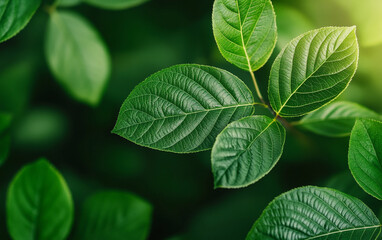 Fototapeta premium Green leaves illuminated by soft light, creating a serene and lush atmosphere.
