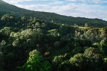 Mountain range with lush green forest. Breathtaking view of nature landscape photo for background, wallpaper, and digital backdrop.