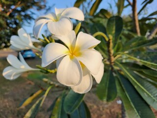 White frangipani flower and leaves