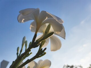 White frangipani flower and leaves