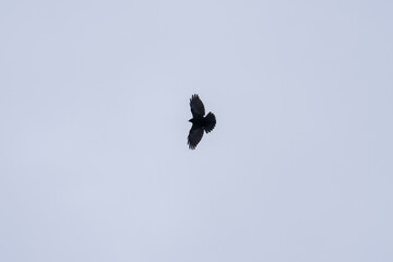 Silhouette birds flying on moody sky overcast white cloud.