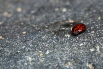 seed on a rock
