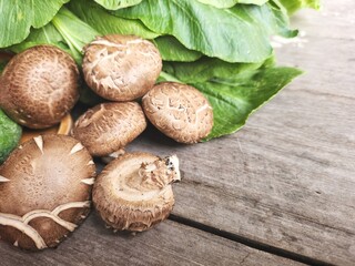 Close up of shiitake mushrooms plant