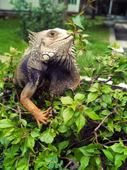 Obraz premium an iguana is sitting in a bush with green leaves