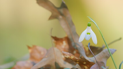 Snowdrop On A Meadow. Galanthus Blossoms Illuminated By Sun In Spring Blurred Background. March 8...