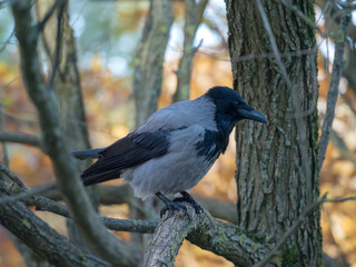 crow on a tree
