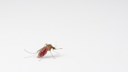 Macro of a Culex quinquefasciatus Mosquito that is a carrier of west nile virus, filarial worm, JE...