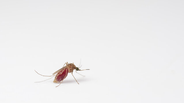 Macro of a Culex quinquefasciatus Mosquito that is a carrier of west nile virus, filarial worm, JE virus on White Background;