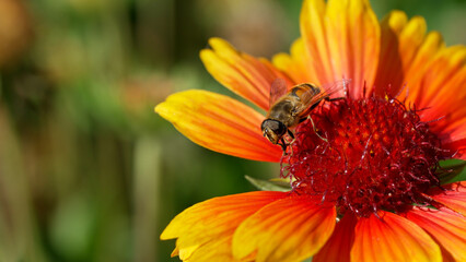 Watch as bees collect nectar from colorful orange and yellow flowers, showcasing the beauty of nature and the vital role pollinators play in a lush garden setting. Insects world background.