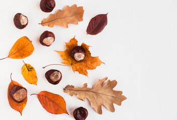 Autumn holiday frame composition with dry leafs and chestnuts on white backround. Creative layout...