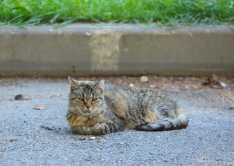 A light gray cat is dozing on the asphalt near the curb of the lawn